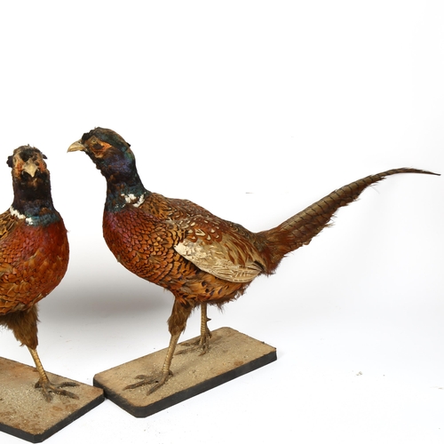 122 - TAXIDERMY - 2 pheasants, on separate bases, each length 78cm