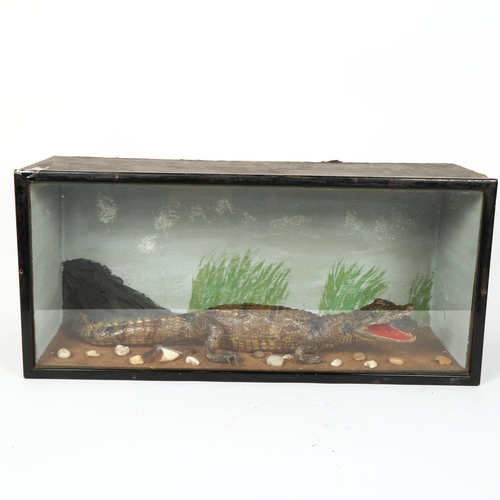 123 - TAXIDERMY - a baby crocodile, in naturalistic surrounding and glazed display case, W59cm, H27cm, D19... 