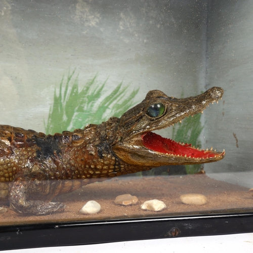 123 - TAXIDERMY - a baby crocodile, in naturalistic surrounding and glazed display case, W59cm, H27cm, D19... 