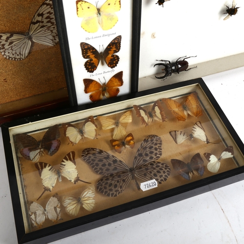 344 - TAXIDERMY - various butterflies, insects and staghorn beetle