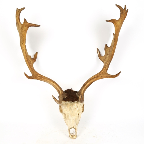 73 - TAXIDERMY - stag's skull and antlers, widest width 55cm