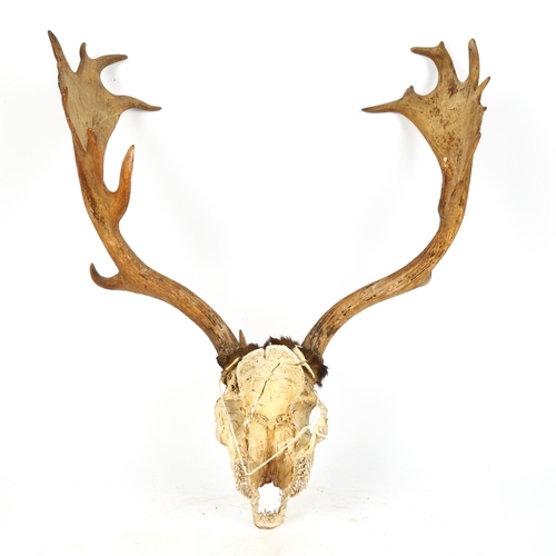 73 - TAXIDERMY - stag's skull and antlers, widest width 55cm