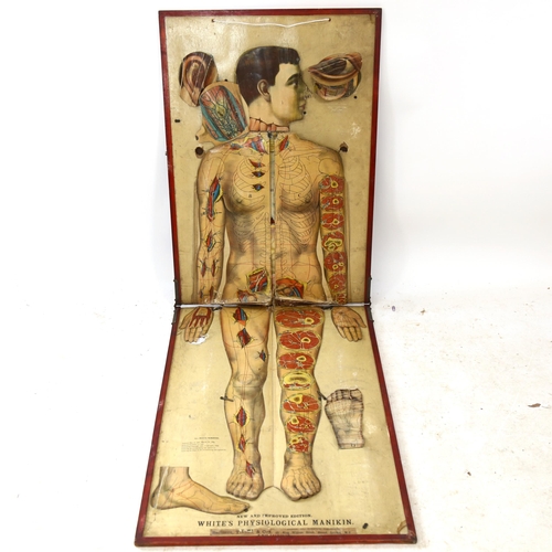 87 - A large 19th century chromolithographic anatomical life-size folding chart, New And Improved Edition... 