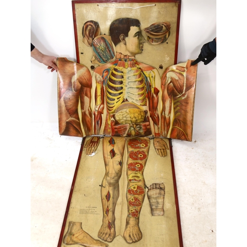 87 - A large 19th century chromolithographic anatomical life-size folding chart, New And Improved Edition... 