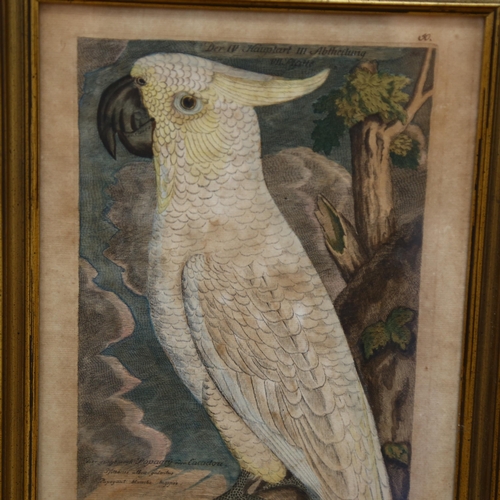 855 - Johann Leohard Frisch, hand coloured engraving, cockatoo, probably from 