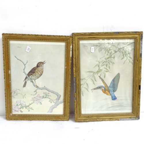 1816 - 4 gilt-framed ornithological prints, and pencil drawing, country buildings (5)