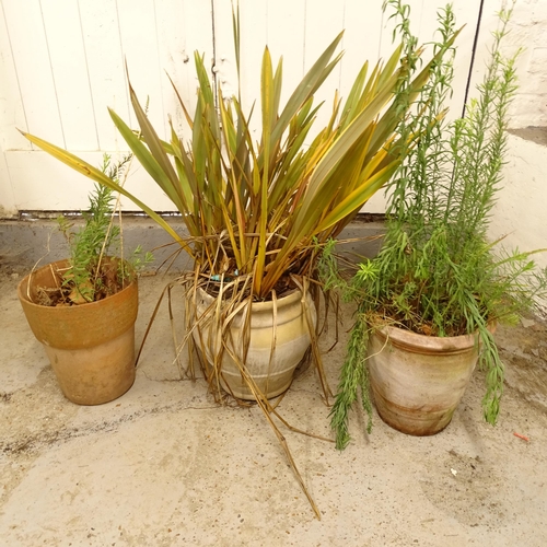 2722 - 3 assorted terracotta garden pots, containing plants, largest W30cm, H35cm (3)