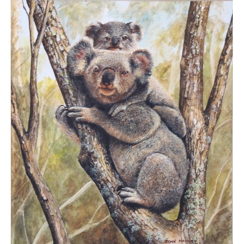 2069 - John Mackay (Australian), watercolour, koala bears, signed, 28cm x 26cm, framed