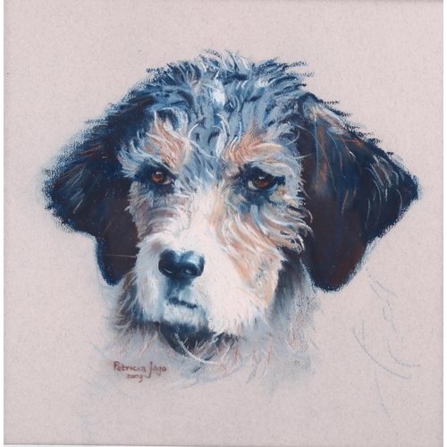 2070 - Patricia Jago, coloured pastels, dog study, signed and dated 2003, 32cm x 32cm, framed