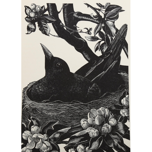 2131 - Claire Leighton (1898-1989), wood engraving on paper, Blackbird on Nest, 17.5cm x 12.3cm, printed on... 