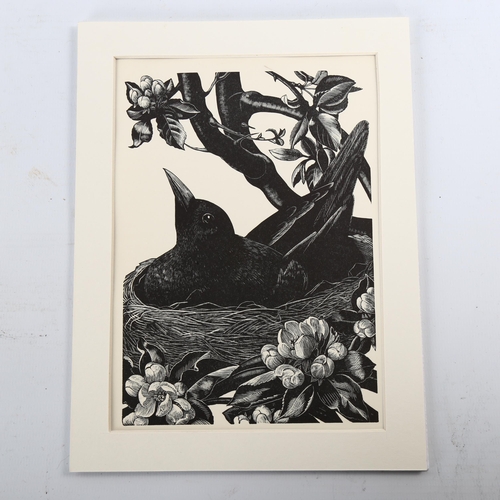 2131 - Claire Leighton (1898-1989), wood engraving on paper, Blackbird on Nest, 17.5cm x 12.3cm, printed on... 