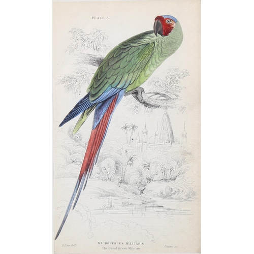 2132 - Edward Lear (1812-1888), hand-coloured lithograph on paper, The Great Green Maccaw (1836), 16.5cm x ... 