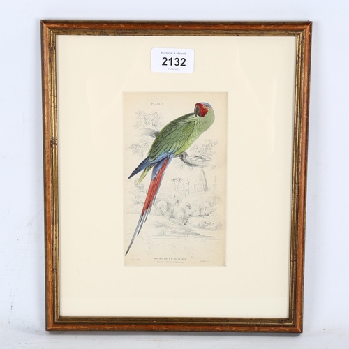 2132 - Edward Lear (1812-1888), hand-coloured lithograph on paper, The Great Green Maccaw (1836), 16.5cm x ... 