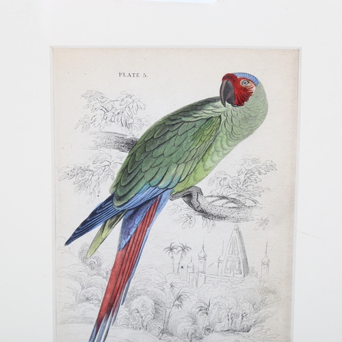 2132 - Edward Lear (1812-1888), hand-coloured lithograph on paper, The Great Green Maccaw (1836), 16.5cm x ... 