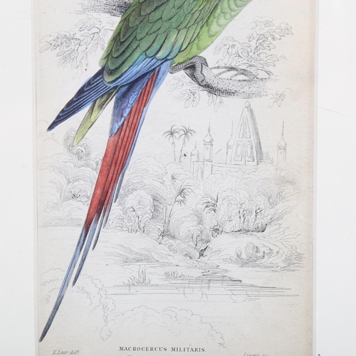 2132 - Edward Lear (1812-1888), hand-coloured lithograph on paper, The Great Green Maccaw (1836), 16.5cm x ... 