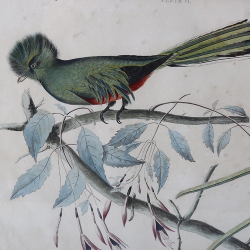 2213 - A group of 19th and 20th century ornithology prints, hand coloured lithographs etc (6)