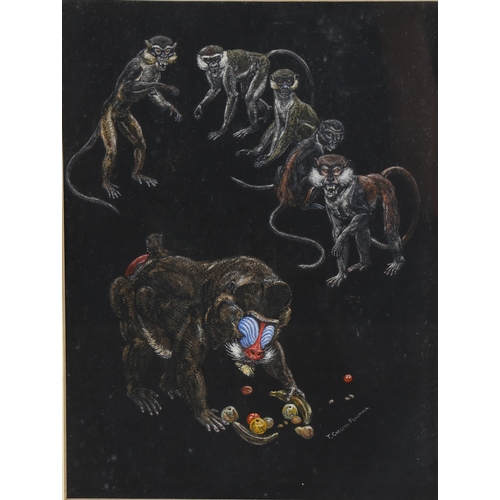 2215 - T Gregory Pearman, coloured pastels, monkeys and fruit, signed, 30cm x 22cm, framed