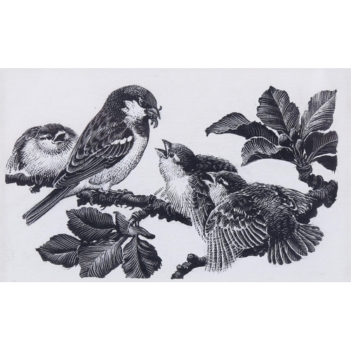 2224 - Charles Tunnicliffe (1901 - 1979), scraper board, sparrows, 7cm x 11cm, framed, provenance: Abbott &... 