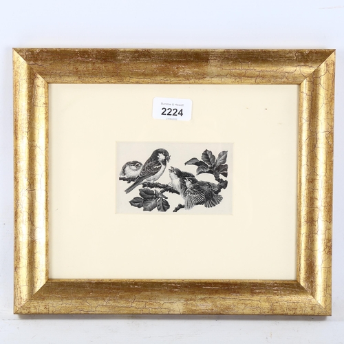 2224 - Charles Tunnicliffe (1901 - 1979), scraper board, sparrows, 7cm x 11cm, framed, provenance: Abbott &... 