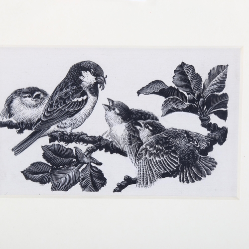 2224 - Charles Tunnicliffe (1901 - 1979), scraper board, sparrows, 7cm x 11cm, framed, provenance: Abbott &... 