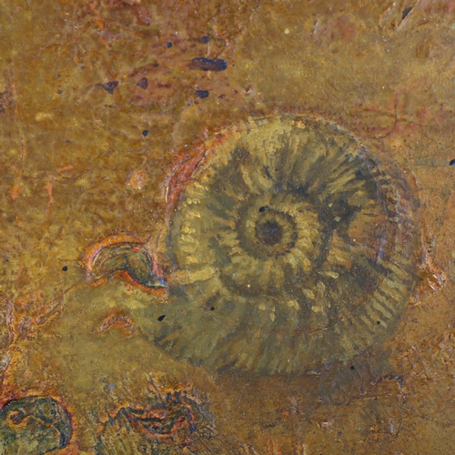 2242 - Alan Rankle, oil on panel, ammonite study 1999, 30cm x 30cm, framed