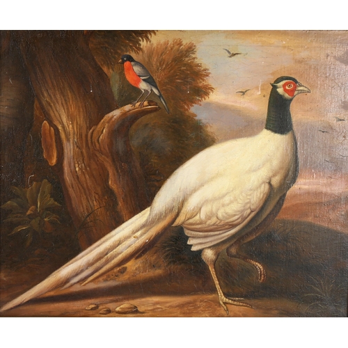 2269 - After Jacob Bogdani, oil on canvas, study of birds, 40cm x 48cm, framed