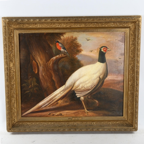 2269 - After Jacob Bogdani, oil on canvas, study of birds, 40cm x 48cm, framed