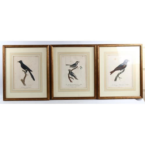 2044 - 6 x 19th century hand coloured ornithological engravings, 29cm x 22cm, framed (6)