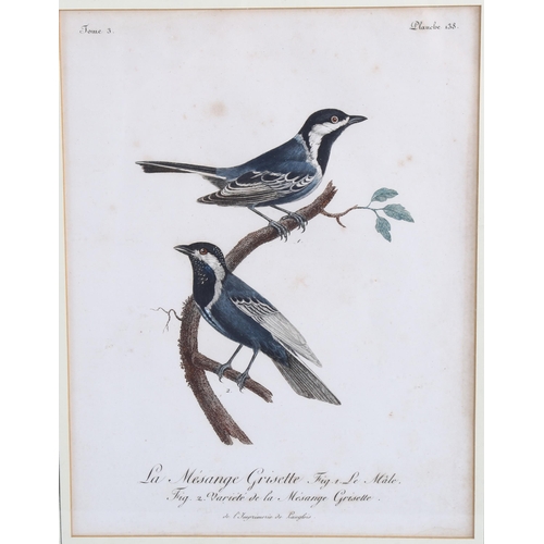 2044 - 6 x 19th century hand coloured ornithological engravings, 29cm x 22cm, framed (6)