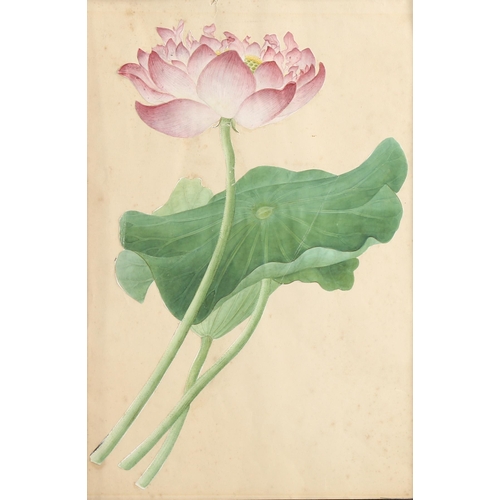 2088 - Chinese Company School, 19th century watercolour, study of a water lily, unsigned, 35cm x 23cm, moun... 