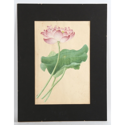 2088 - Chinese Company School, 19th century watercolour, study of a water lily, unsigned, 35cm x 23cm, moun... 