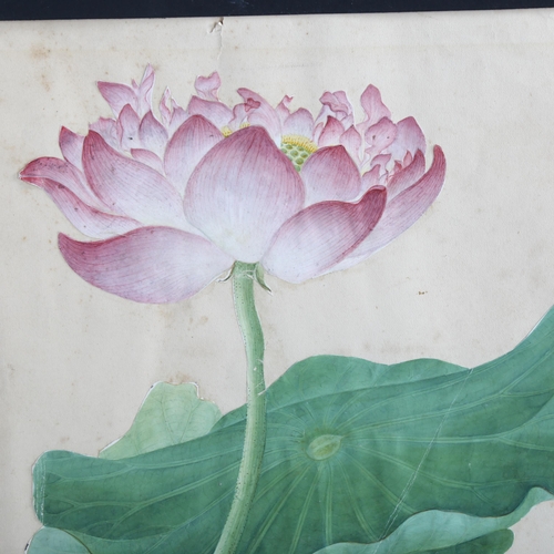 2088 - Chinese Company School, 19th century watercolour, study of a water lily, unsigned, 35cm x 23cm, moun... 