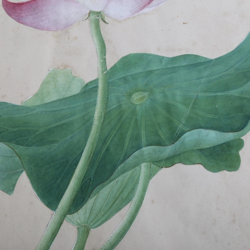 2088 - Chinese Company School, 19th century watercolour, study of a water lily, unsigned, 35cm x 23cm, moun... 