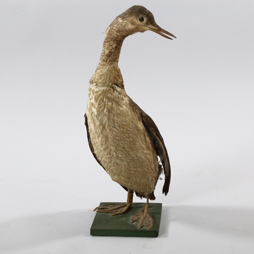 1251 - TAXIDERMY - a cormorant, early 20th century mounted on wood base, height 50cm