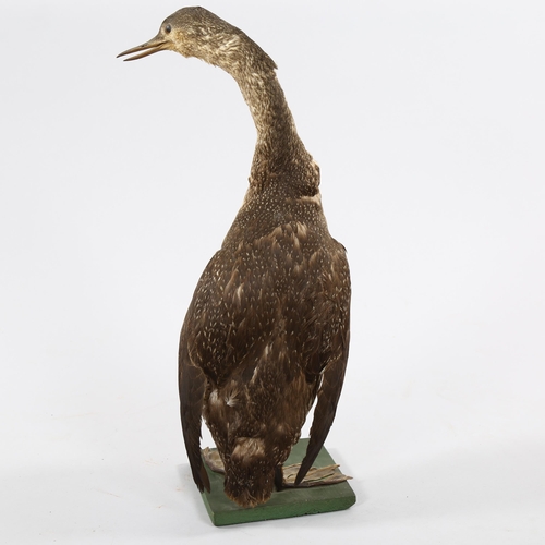 1251 - TAXIDERMY - a cormorant, early 20th century mounted on wood base, height 50cm