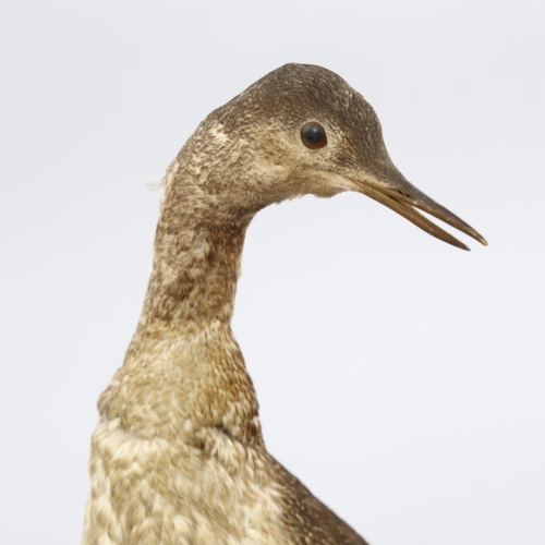 1251 - TAXIDERMY - a cormorant, early 20th century mounted on wood base, height 50cm