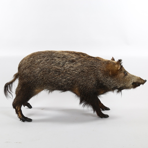 1252 - TAXIDERMY - a wild boar, length 115cm