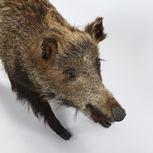 1252 - TAXIDERMY - a wild boar, length 115cm