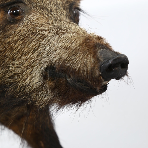 1252 - TAXIDERMY - a wild boar, length 115cm