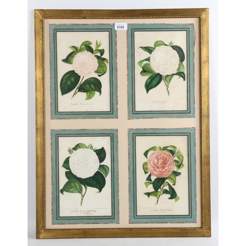 2102 - A set of 4 colour prints of camellias, mounted in common frame, overall frame dimensions 69cm x 52cm... 