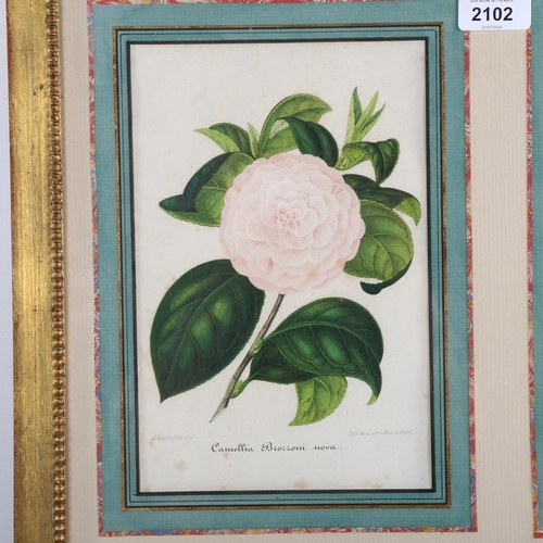 2102 - A set of 4 colour prints of camellias, mounted in common frame, overall frame dimensions 69cm x 52cm... 