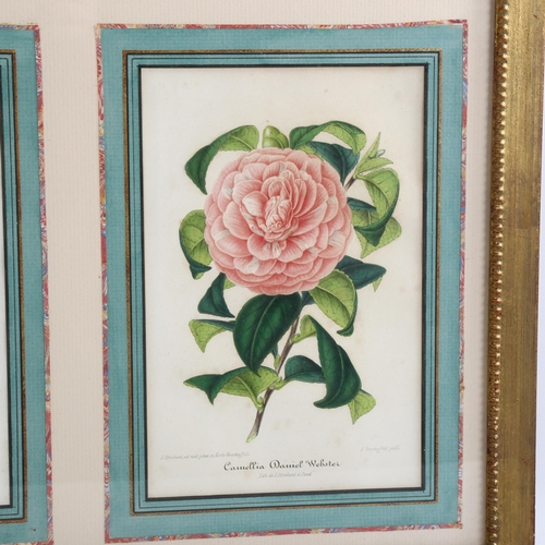 2102 - A set of 4 colour prints of camellias, mounted in common frame, overall frame dimensions 69cm x 52cm... 