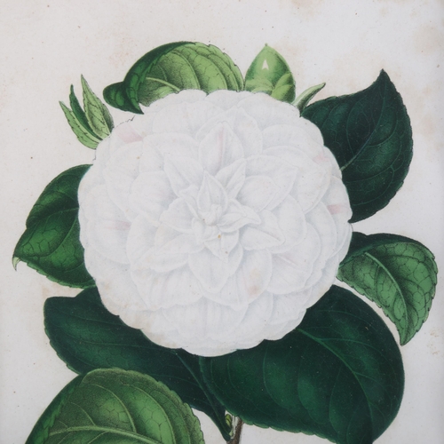 2102 - A set of 4 colour prints of camellias, mounted in common frame, overall frame dimensions 69cm x 52cm... 