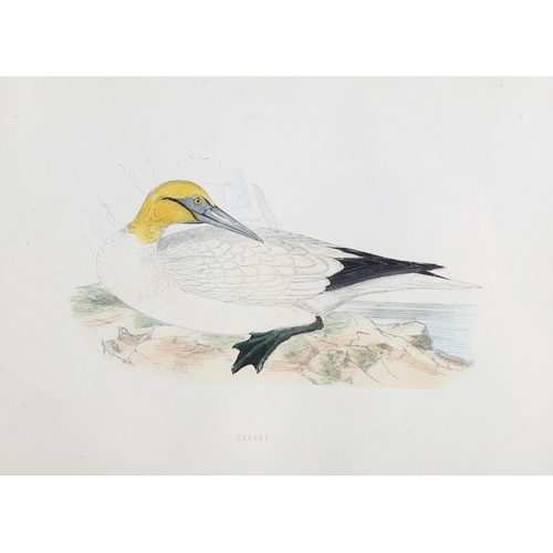 2185 - Francis Orpen Morris (1810-1893), hand-coloured engraving on paper, Gannet from Morris’s British Bir... 