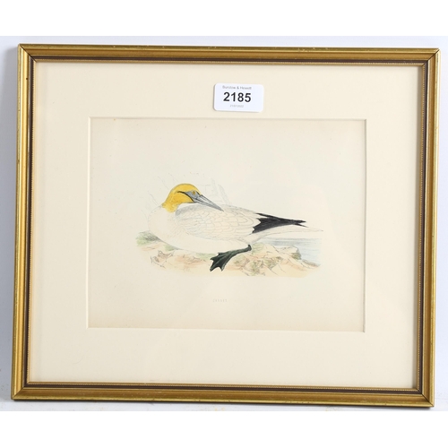 2185 - Francis Orpen Morris (1810-1893), hand-coloured engraving on paper, Gannet from Morris’s British Bir... 