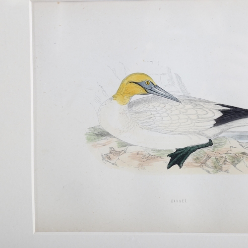 2185 - Francis Orpen Morris (1810-1893), hand-coloured engraving on paper, Gannet from Morris’s British Bir... 