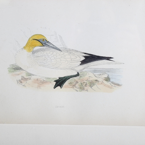 2185 - Francis Orpen Morris (1810-1893), hand-coloured engraving on paper, Gannet from Morris’s British Bir... 