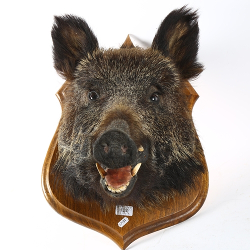 128 - TAXIDERMY - a boar's head, on oak shield plaque, height 55cm