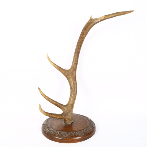 78 - TAXIDERMY - an early 20th century stag horn antler, mounted on carved oak wall bracket, diameter 29c... 