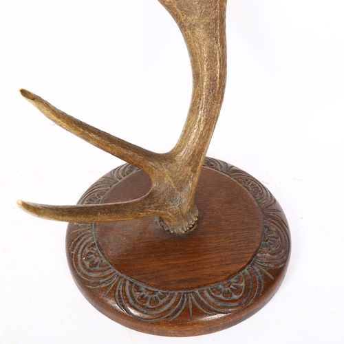 78 - TAXIDERMY - an early 20th century stag horn antler, mounted on carved oak wall bracket, diameter 29c... 